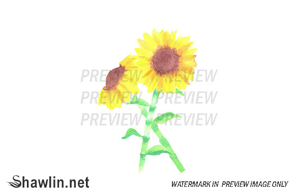 Helianthus Flowers Watercolor Illustrations