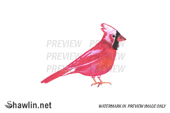 Red Cardinal Watercolor Illustrations