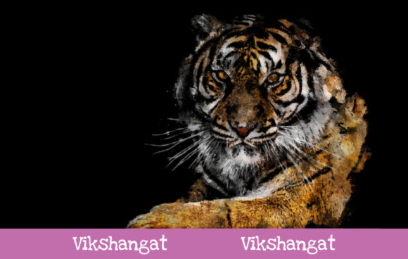 Sumatran Tiger Watercolor Art and Illustrations