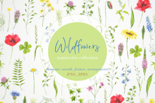Watercolor Clipart Wildflowers, Illustrations