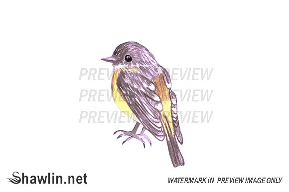 Yellow Robin Watercolor Bird and Illustrations